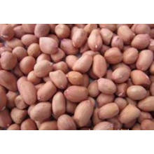 New Crop for Exporting Red Skin Peanut Kernel